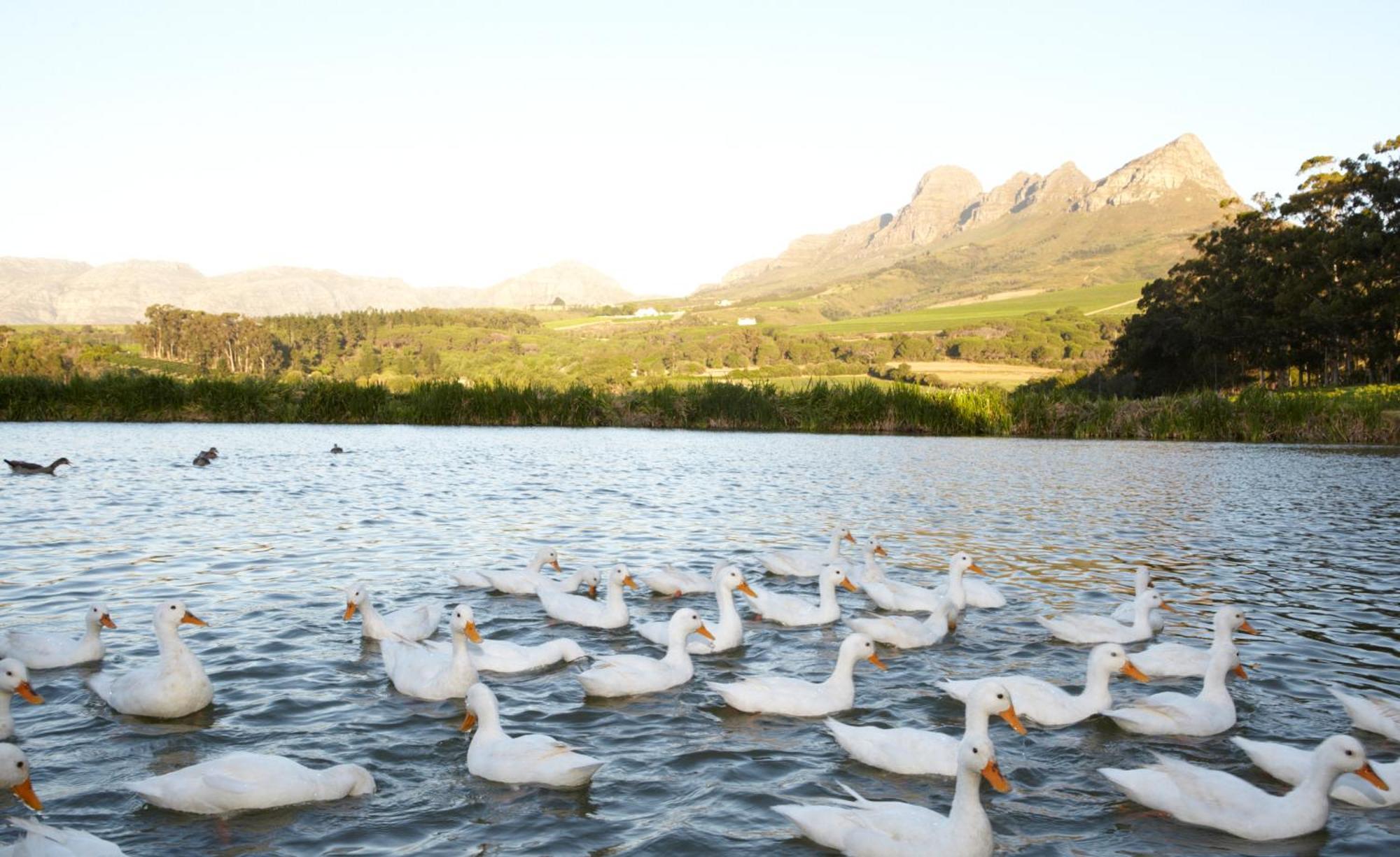 In The Vine Country Manor Guesthouse Stellenbosch Luaran gambar